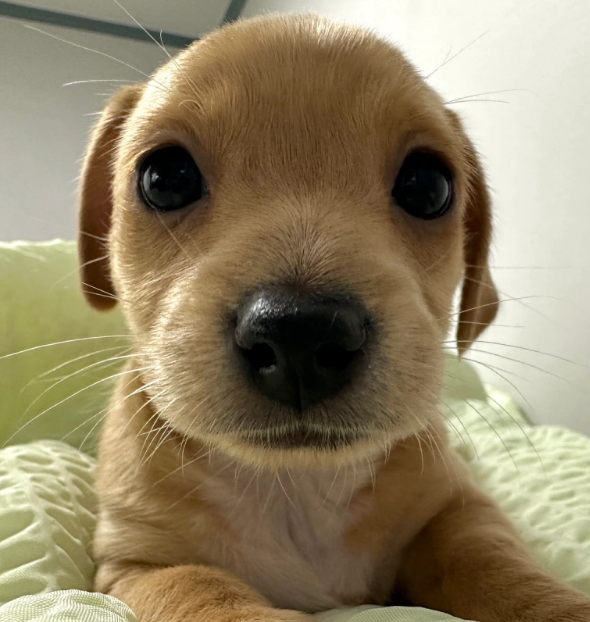 blocknewsdotcom's tweet image. 7. Billy $BILLY

-98% (dead) from highs)

$223 million -&amp;gt; $4 million