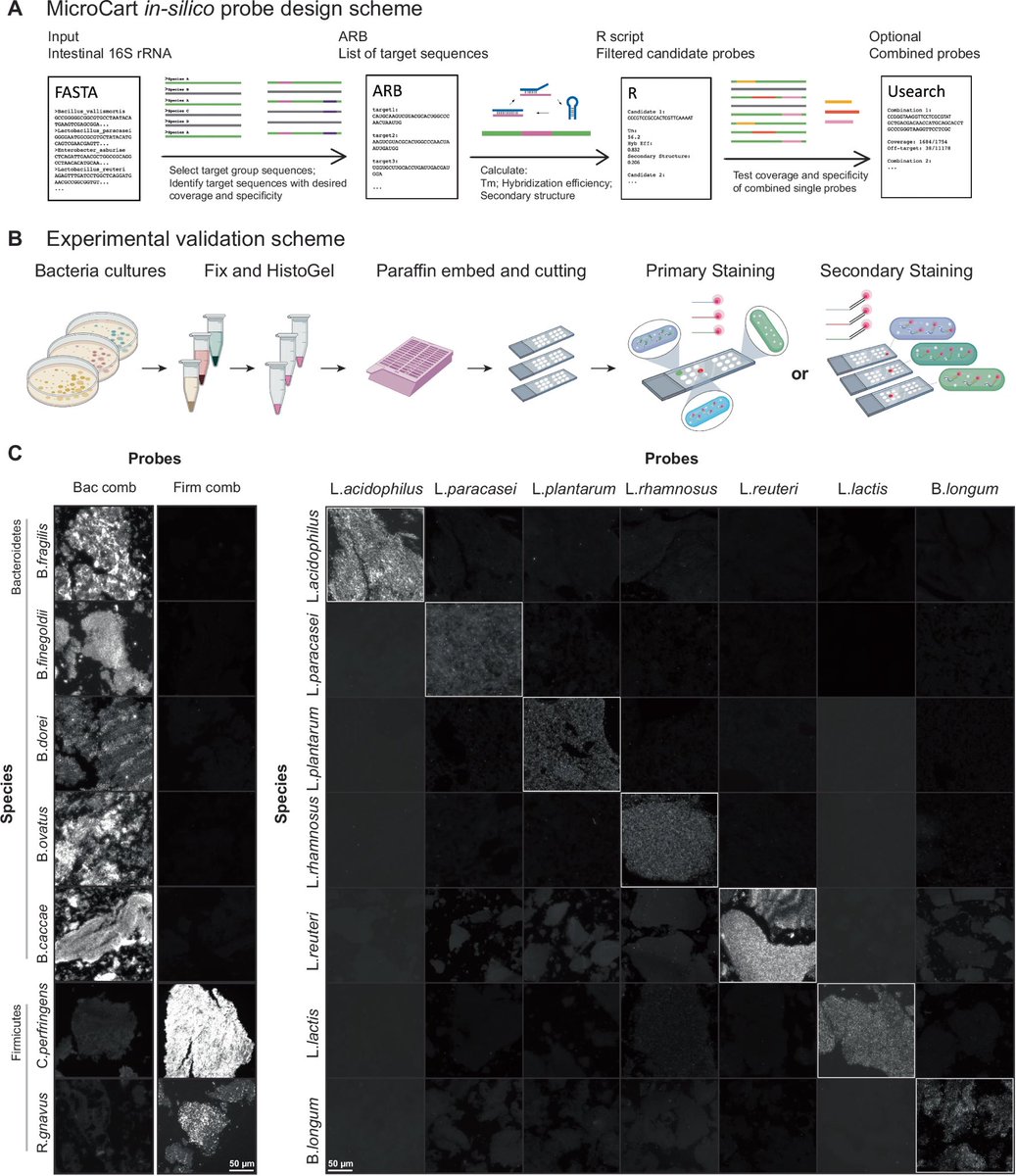 Anirban Maitra (@aiims1742) on Twitter photo Wow! Great <a href="/NatureComms/">Nature Communications</a> paper from <a href="/GarryPNolan/">Garry P. Nolan</a> <a href="/SizunJ/">Sizun Jiang</a> <a href="/shaleklab/">Shalek Lab</a>
Designing optimal 16s probes for integrated spatial profiling of microbiome & host spatial transcriptomics/proteomics. Microbiome Cartography or MicroCart for probe design can then be incorporated with various Wow! Great <a href="/NatureComms/">Nature Communications</a> paper from <a href="/GarryPNolan/">Garry P. Nolan</a> <a href="/SizunJ/">Sizun Jiang</a> <a href="/shaleklab/">Shalek Lab</a>
Designing optimal 16s probes for integrated spatial profiling of microbiome & host spatial transcriptomics/proteomics. Microbiome Cartography or MicroCart for probe design can then be incorporated with various