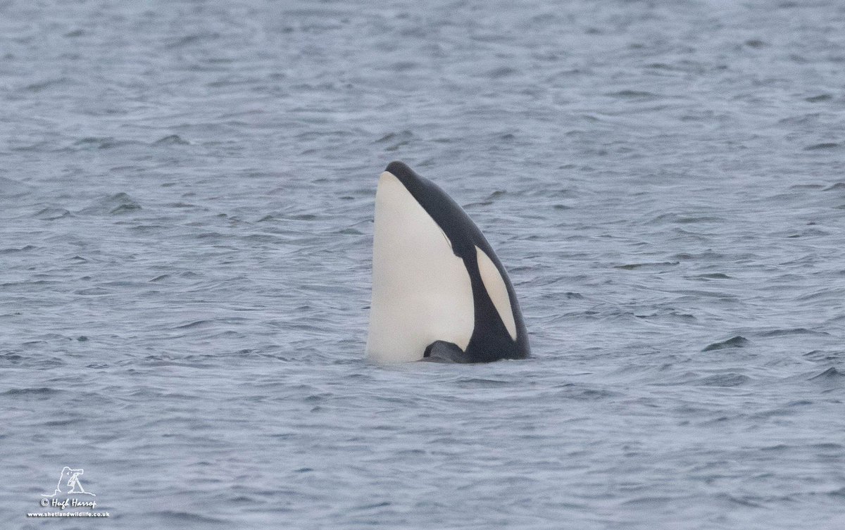 Hugh Harrop Wildlife tweet media