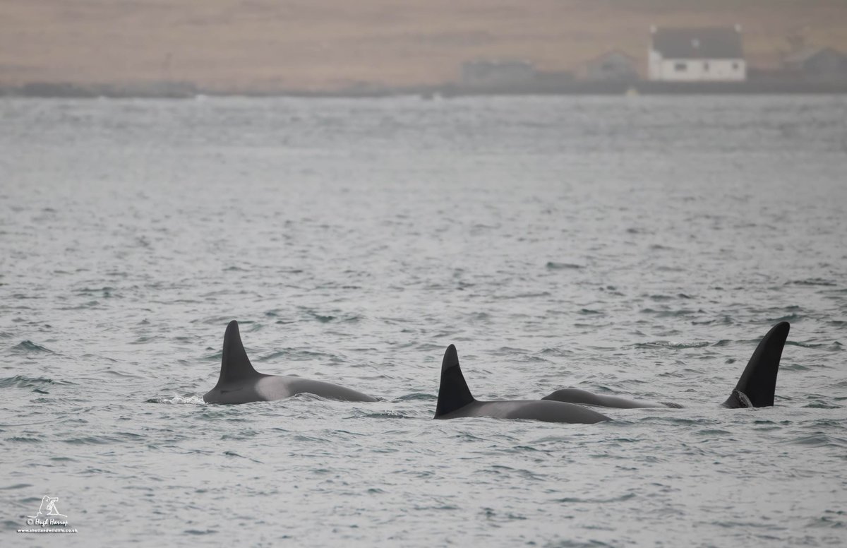 ORCAS...

The icing on the cake of what has been an incredible week. This afternoon we followed the '64s' Orcas from land for a couple of hours as they hunted in Bressay Sound, Shetland. Amazing views with belly rolls, spy hops and tail lobs. 🖤🤍