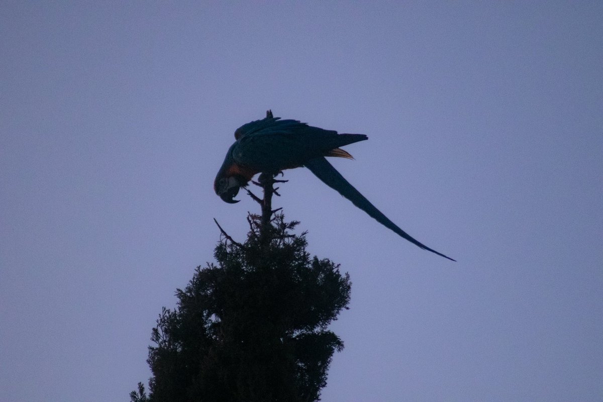 La nueva fauna urbana