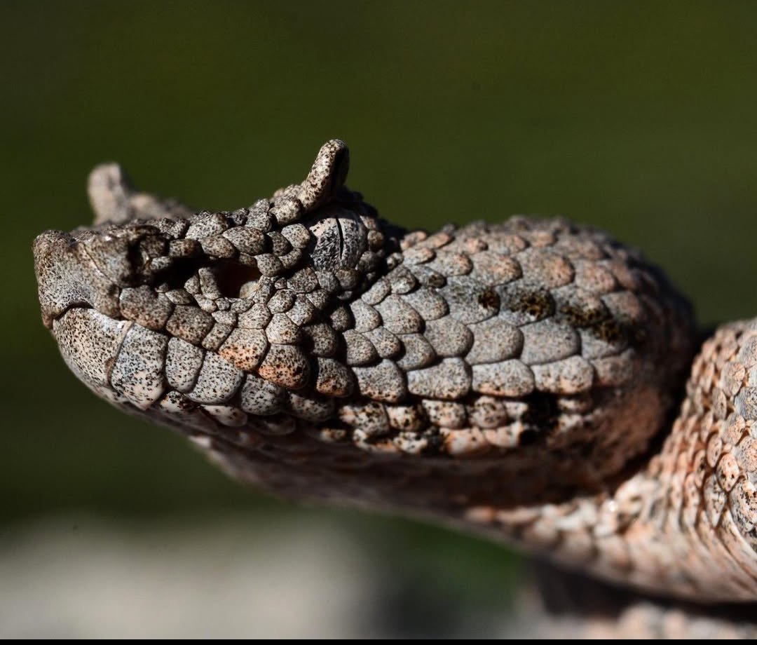 AnimalW43744547's tweet photo. El género de serpientes Mixcoatlus, endémicas de México en Puebla, Oaxaca y Guerrero, la palabra significa serpiente de las nubes. De las serpientes más raras de nuestro país. #serpiente #vibora #animales https://t.co/chwSVZ2BHV