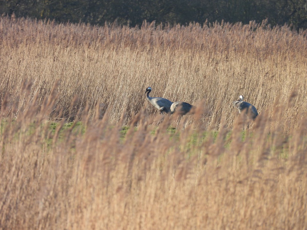 Nath Comber (@combernath) on Twitter photo The Long Eared Owls at Deeping Lakes played ball this morning with 2 visible from the hide & 1 in the gulley. Couldn’t locate Little Owl or Ibis but an Otter on the Welland was ample compensation. Then to Willow Tree Fen with at least 3 Crane present <a href="/Lincsbirding/">Lincsbirding</a> <a href="/LWTWildNews/">LWT Wild News</a> The Long Eared Owls at Deeping Lakes played ball this morning with 2 visible from the hide & 1 in the gulley. Couldn’t locate Little Owl or Ibis but an Otter on the Welland was ample compensation. Then to Willow Tree Fen with at least 3 Crane present <a href="/Lincsbirding/">Lincsbirding</a> <a href="/LWTWildNews/">LWT Wild News</a>