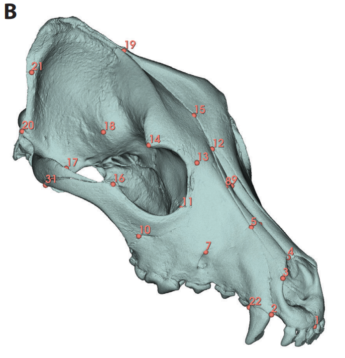 ScienceMagazine's tweet image. Despite different appearances, most dog breeds’ skulls are similar to each other and to wild canids, suggests new @ScienceAdvances research. scim.ag/42BesWi
