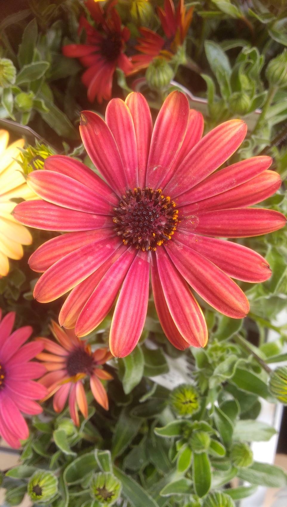 ヨッシー (@lkArKqLzAvYbkv5) / X