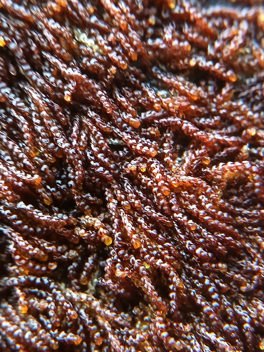 An eye-catching red patch on the trunk of a huge fallen Beech near the Abbot's Pool today. Closer inspection confirmed this to be one of my favourite leafy liverworts, namely Rustwort (Cephalozia curvifolia). @BBSBryology #TwitterNatureCommunity