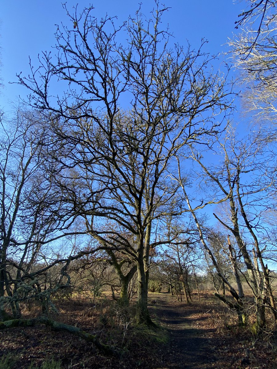 country044's tweet image. Not a bad opening weekend for #m6n #6nations2025 : BP win for a less than convincing Scotland. Homemade pheasant goujons and a mooch with the hounds on a cracking cloudless day… nice to see, and hear; the woods coming back to life! #eatgame #fieldtofork
