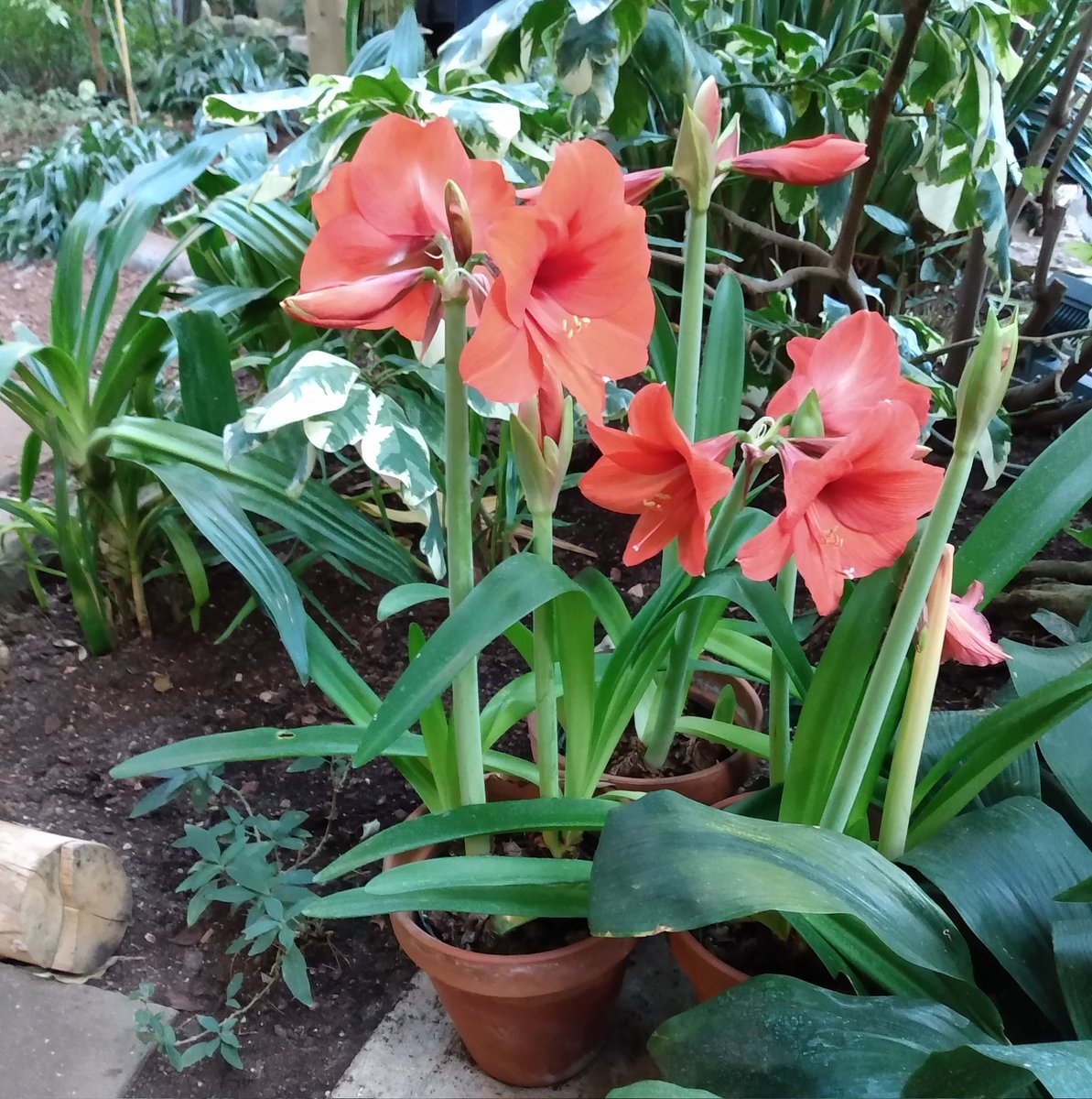 There's a wonderful conservatory at the Barbican, full of plants that you might have in your house, but all allowed to grow freely and become huge.It's free to go in but you have to book.
