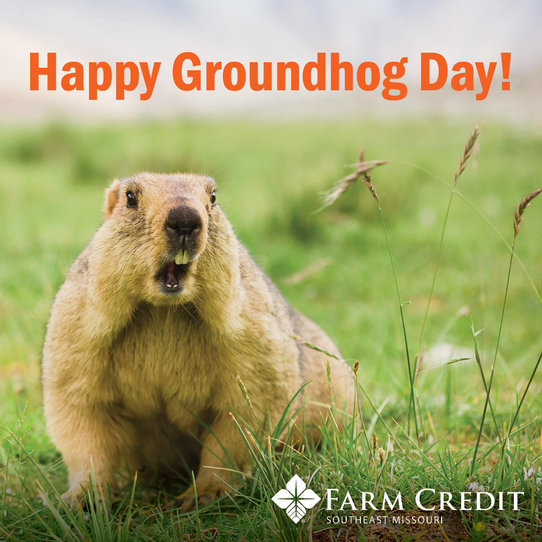 farmcreditsemo's tweet image. Happy Groundhog Day from Farm Credit Southeast Missouri! Do you wish for 6 more weeks of winter or are you ready for spring? #GroundhogDay #FarmCredit #WinterVsSpring