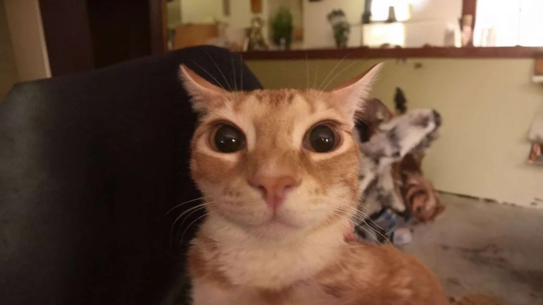 slickestfox's tweet image. majestic creature