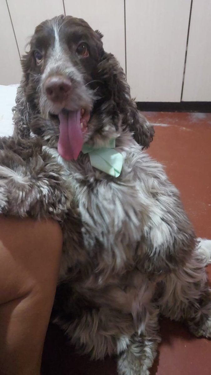 josilima3's tweet photo. 🐶🤎🐶🤎 tenho nem palavras!
#babysamuel https://t.co/9ImVP9y2vE