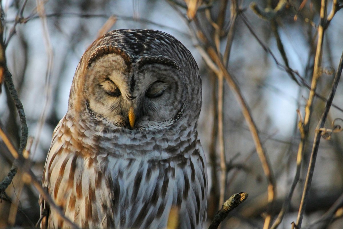 WildBirdYYC's tweet image. 🦉✨ Fun Fact Friday! ✨🦉

Barred Owls peace out when Great Horned Owls move in—no one wants to be on that menu! 🍽️👀

Seen either in the wild? ⬇️

📸: Harvey Reed

#FunFactFriday #YYCBirds #BirdingFun