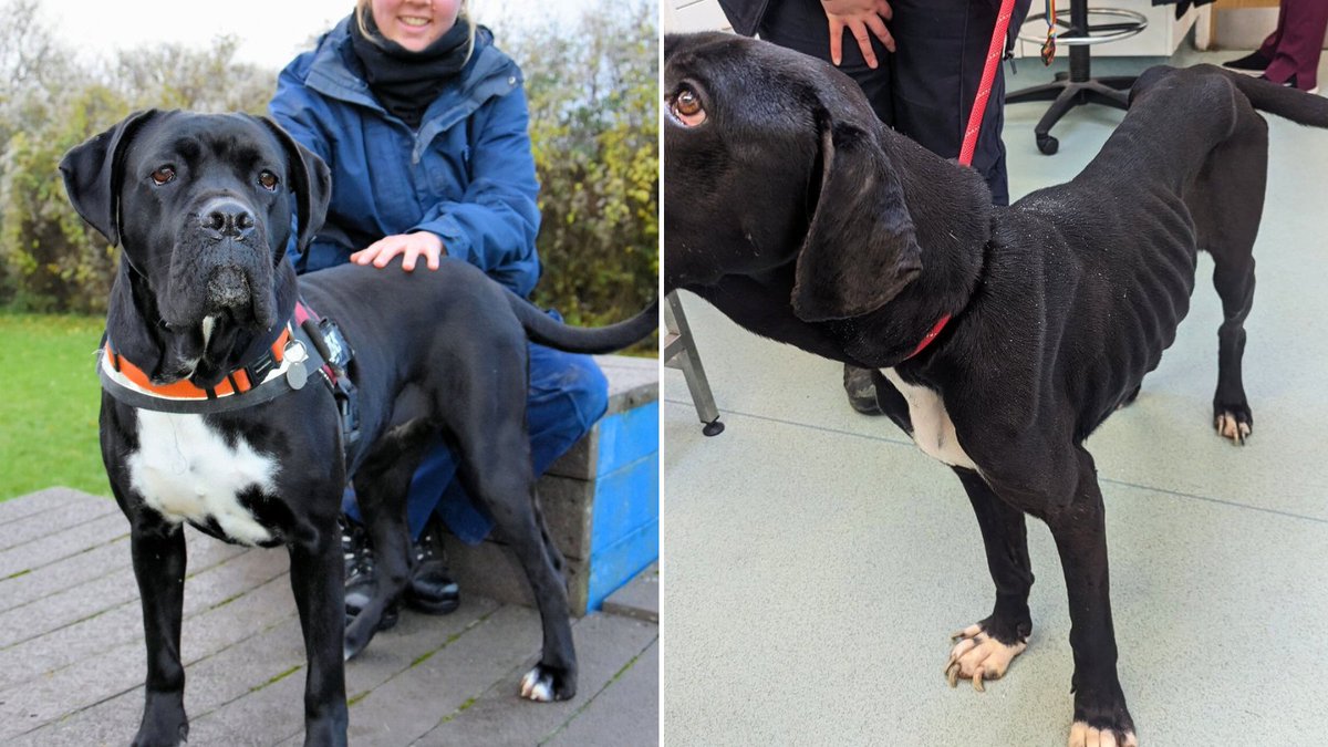 Lizzy was once a victim of severe neglect, after being found emaciated and living in awful conditions at a house in Bristol 💔

Her previous owner has been banned from keeping animals for 10 years, and now Lizzy is ready for her second chance.

Apply here: bit.ly/4gVMRTU