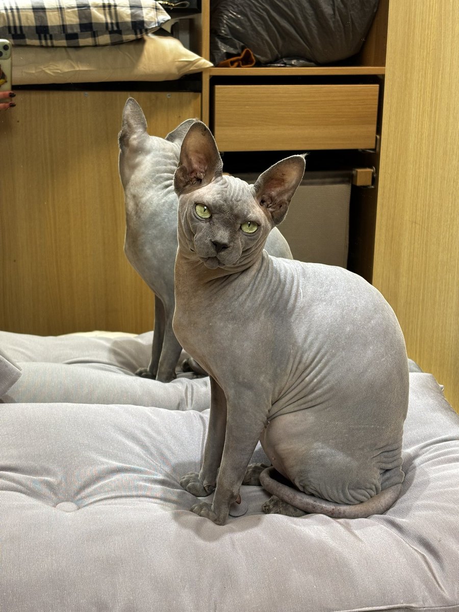 Bonjour les zabonnés, j’ai bien cassé les pieds à maman cette nuit alors qu’elle devait se réveiller à 4h du matin, mais moi j’avais besoin de câlins 😩