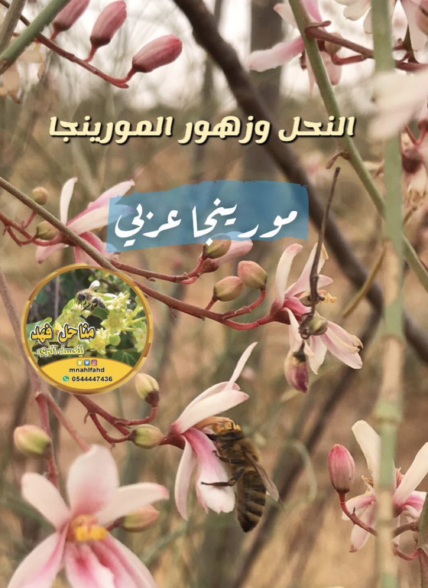 mnahlfahd's tweet photo. من الأشجار المزهرة حالياً في بداياتها
للموسم الرئيسي حتى نهاية ابريل 

المورينجا بنوعيه 

 المورينجا الهندي أوليفيرا 
المورينجا العربي ويسمى البان واليسر https://t.co/TyBs3cp7Y6
