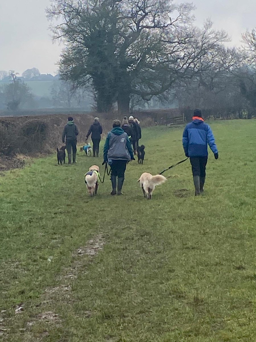 kitteridge_lisa's tweet image. A very muddy group neutral dog walk.

Luca was far from perfect, still reactions if we got too close or a dog dared to look at him, but lots of positive learning for us both &amp;amp; reducing his tolerance distance gradually.

Building new neural pathways, 1 step at a time.
#reactivity