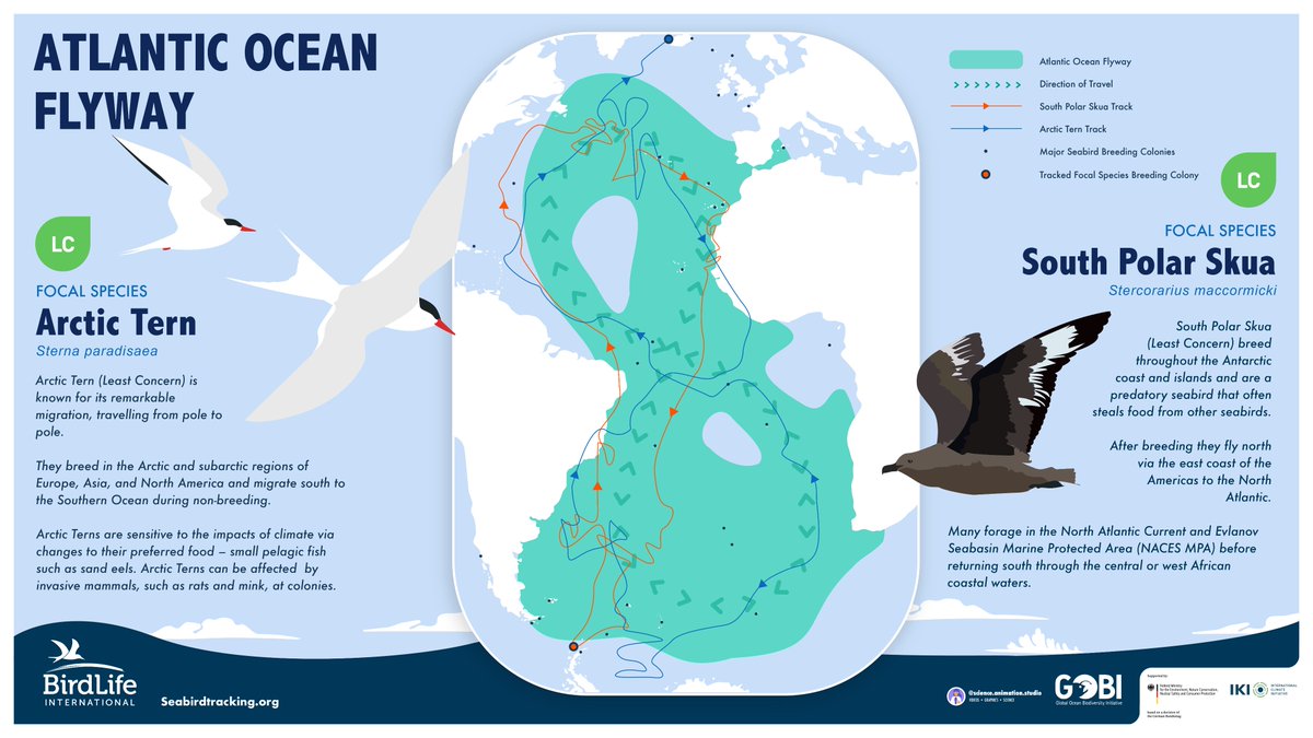 BirdLifeMarine's tweet image. The marine #flyways concept can help coordinate collaborative #conservation efforts for migratory #seabirds, building on the successes of the existing flyways for land and waterbirds

➡️ birdlife.org/europe-and-cen…

@BonnConvention 

🧵4/5