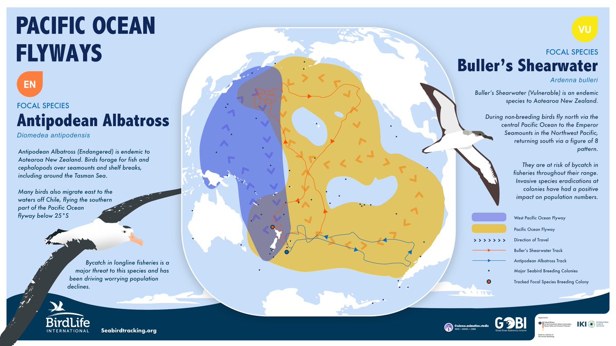BirdLifeMarine's tweet image. The marine #flyways concept can help coordinate collaborative #conservation efforts for migratory #seabirds, building on the successes of the existing flyways for land and waterbirds

➡️ birdlife.org/europe-and-cen…

@BonnConvention 

🧵4/5