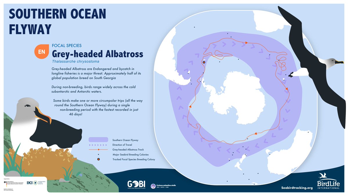 BirdLifeMarine's tweet image. The marine #flyways concept can help coordinate collaborative #conservation efforts for migratory #seabirds, building on the successes of the existing flyways for land and waterbirds

➡️ birdlife.org/europe-and-cen…

@BonnConvention 

🧵4/5