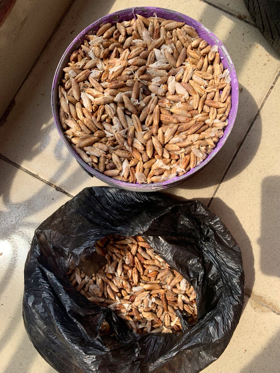 So nobody on this Twitter app wants to buy or knows someone that is looking to buy dates seeds ehhh? I have 8 litres bucket of dates seeds available for sale. 
📍Port Harcourt
And can be delivered nationwide and worldwide. 
Kindly retweet 🙏🙏🙏