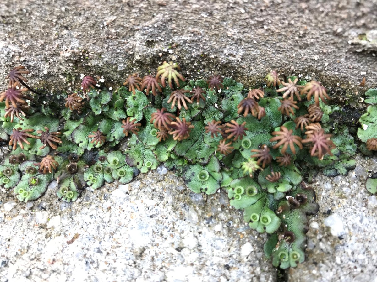 Sainsbury Laboratory Cambridge University (SLCU) (@slcuplants) on Twitter photo Sequencing the genomes >100 liverworts has uncovered ancient plant adaptation mechanisms, with researchers pinpointing genes linked to temperature and rainfall changes <a href="/dromius/">Sebastian Schornack</a> <a href="/DavidJHoey/">David Hoey</a>
nature.com/articles/s4158…
slcu.cam.ac.uk/news/groundbre… Sequencing the genomes >100 liverworts has uncovered ancient plant adaptation mechanisms, with researchers pinpointing genes linked to temperature and rainfall changes <a href="/dromius/">Sebastian Schornack</a> <a href="/DavidJHoey/">David Hoey</a>
nature.com/articles/s4158…
slcu.cam.ac.uk/news/groundbre…
