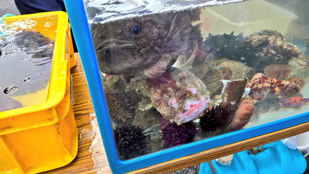 bancho_kaeru's tweet image. 少し前ですが、道の駅なとわえさんで行われていた 恵山ごっこまつりです。
むっちゃくちゃ人が居ました。
ごっこ人気すごい。

#函館　#恵山　#ごっこ　#ごっこまつり