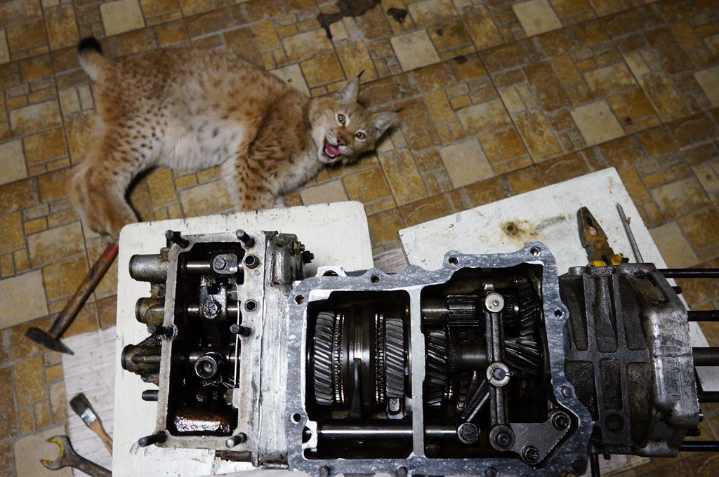 DID YOU KNOW? Lynxes are experts at engineering! Here’s a picture of a lynx who has built a luAZ transmission, all by himself!