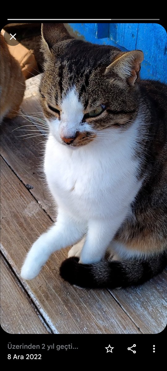 Neşe su, sağ ön patisine iki adet platin takıldı. Çok seviyorum.🐱🐱