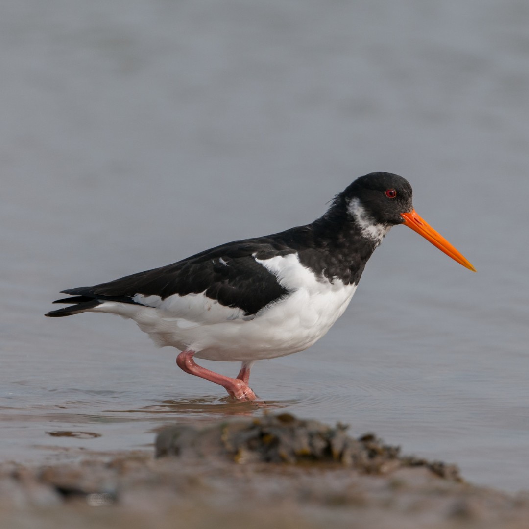 WWT Martin Mere (@wwtmartinmere) on Twitter photo The oystercatchers beak isn't just striking orange...
They probe into sand, mud, or soil to find worms. Their strong bill even prises or hammers open shellfish like mussels and cockles.
And as we approach spring, we're seeing more arrive on our reserve! The oystercatchers beak isn't just striking orange...
They probe into sand, mud, or soil to find worms. Their strong bill even prises or hammers open shellfish like mussels and cockles.
And as we approach spring, we're seeing more arrive on our reserve!