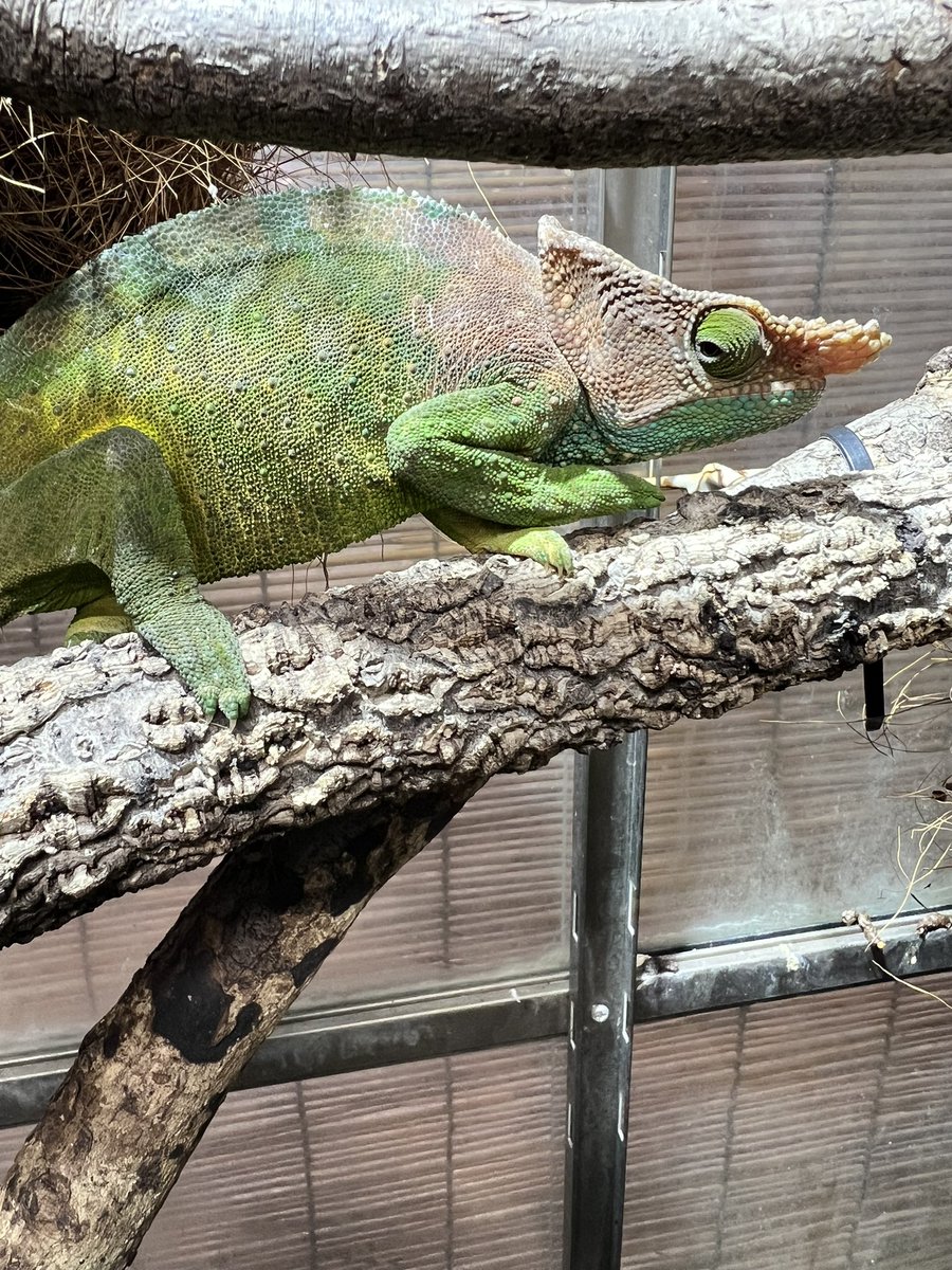 カメレオン Hitoshi (@hikundaaa) / Posts / X