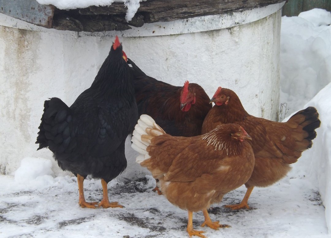 Сім глеків сикери tweet media