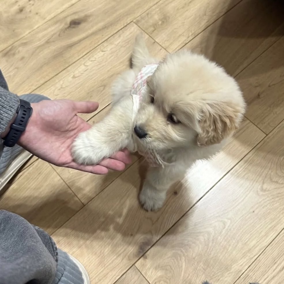 takemybear 🐶 tweet media