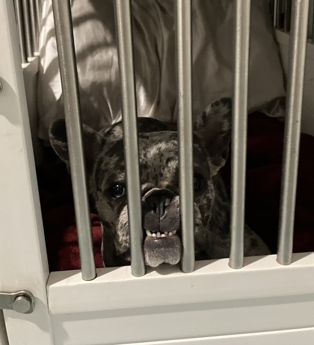myamiraclee's tweet photo. My frenchie is a terrorist https://t.co/LfQDFuOy7Z