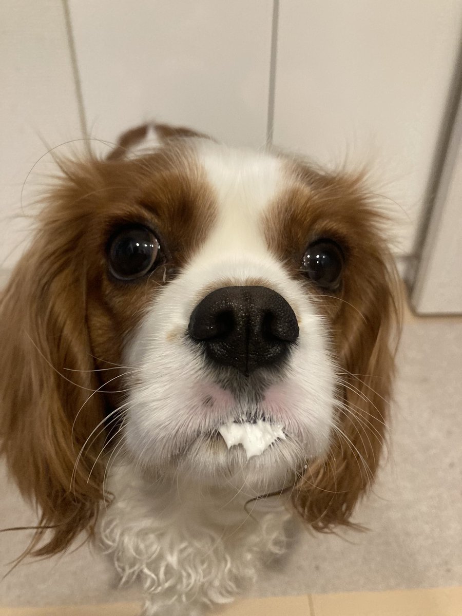 cando1998's tweet image. ヨーグルトワン