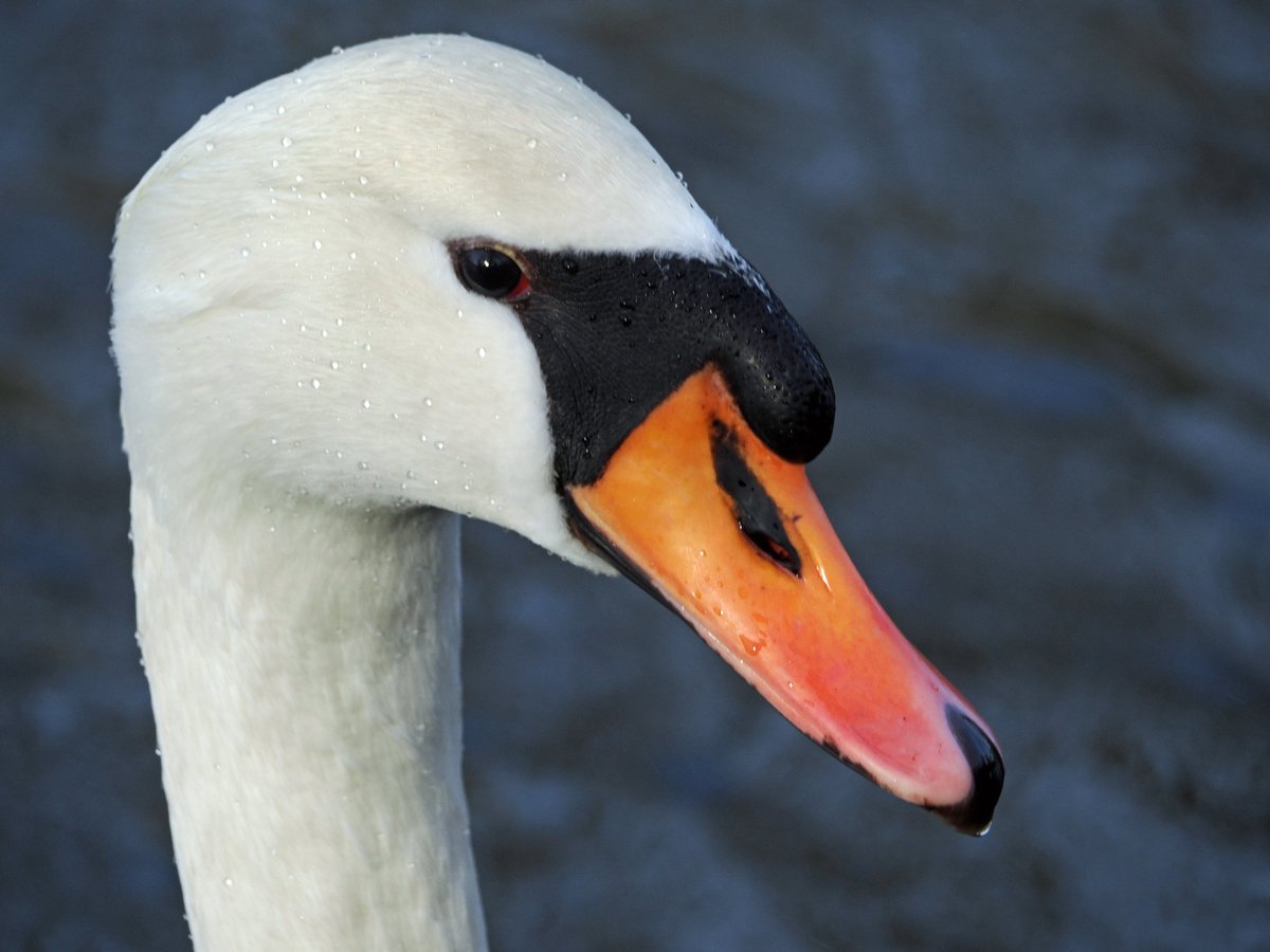 Mute swan on the Calder &amp; Hebble Navigation. #ThePhotoHour #TwitterNatureCommunity #wildlifephotography #NaturePhotography #birds