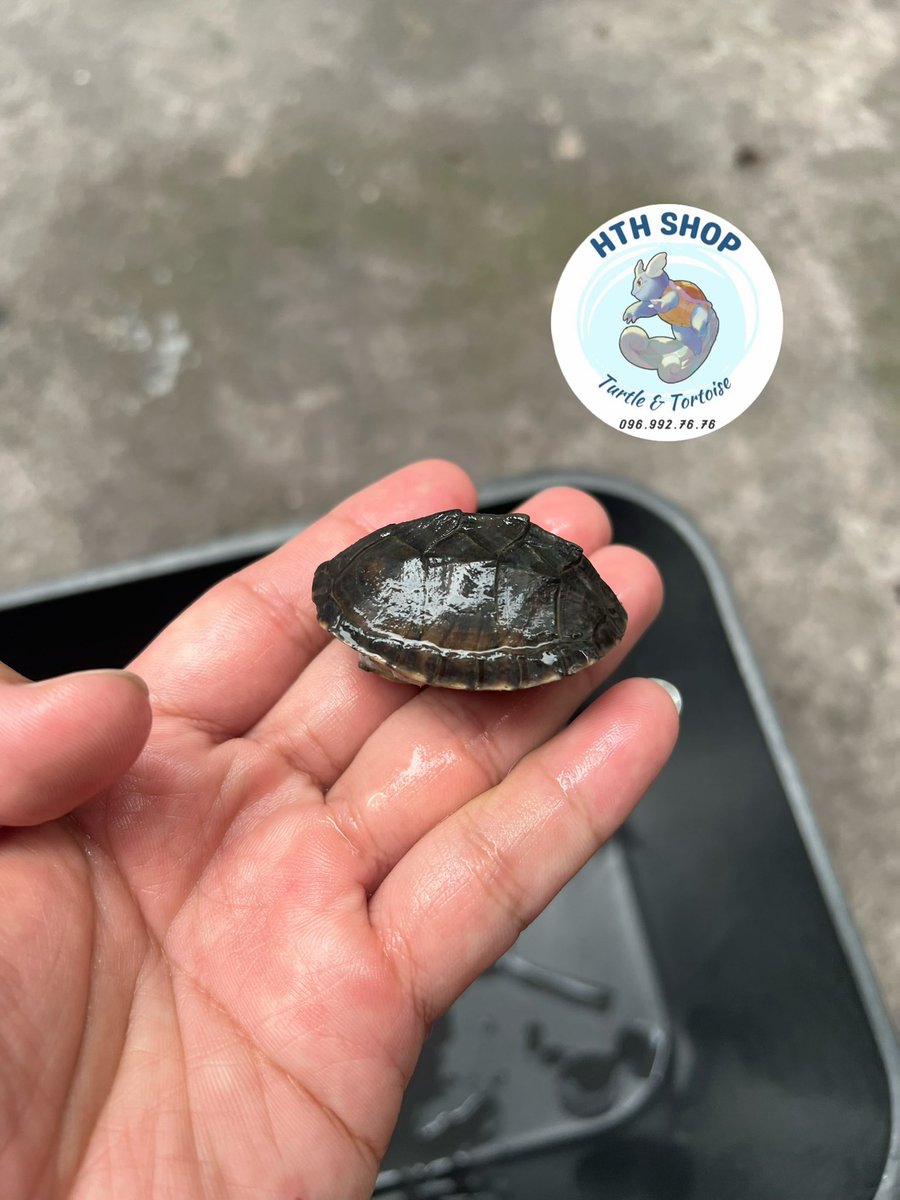hthshop91's tweet photo. Rùa thuỷ sinh
👉 Nhỏ nhỏ, xinh xinh
👉 Không cắn cá, phá hồ
👉 Thích hợp các bể thuỷ sinh, bể để bàn mini
 
🚁 COD toàn quốc
📩 Zalo: 096.992.7676

#hthshop #ruathuysinh #muskturtle https://t.co/633mjAj7mb