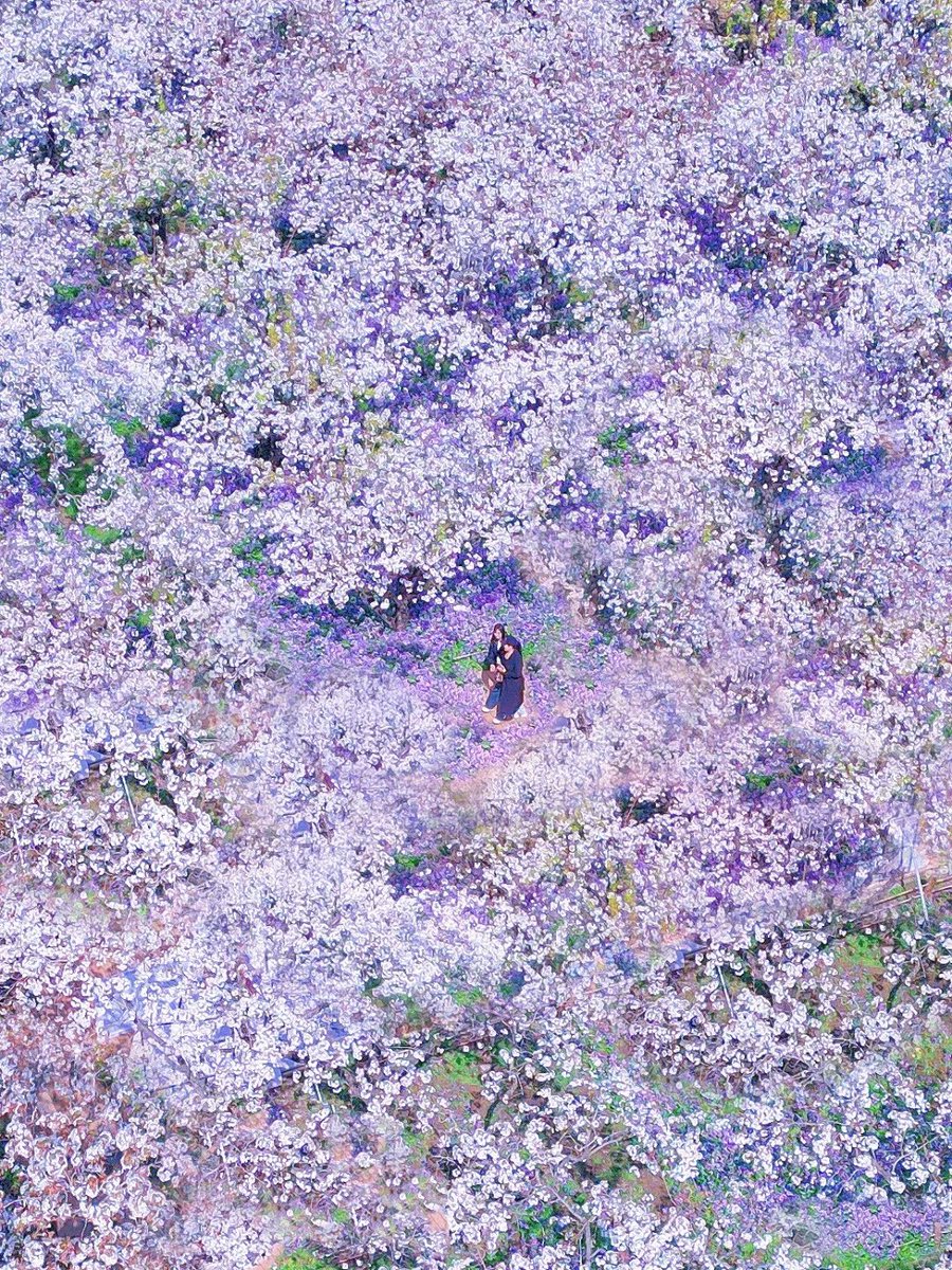 jjerjin's tweet image. 500亩百年老梨花与上万株二月兰同时盛开
抬头是白色梨花海
低头是紫色兰花海💜
远远的就被震撼到了~

#千树万树梨花开 #春暧花开奔你而来 #梨花 #宿迁 #梨兰会 #江浙沪赏花 #江浙沪周边游 #春季赏花好去处 #周末去哪儿 #春天来了