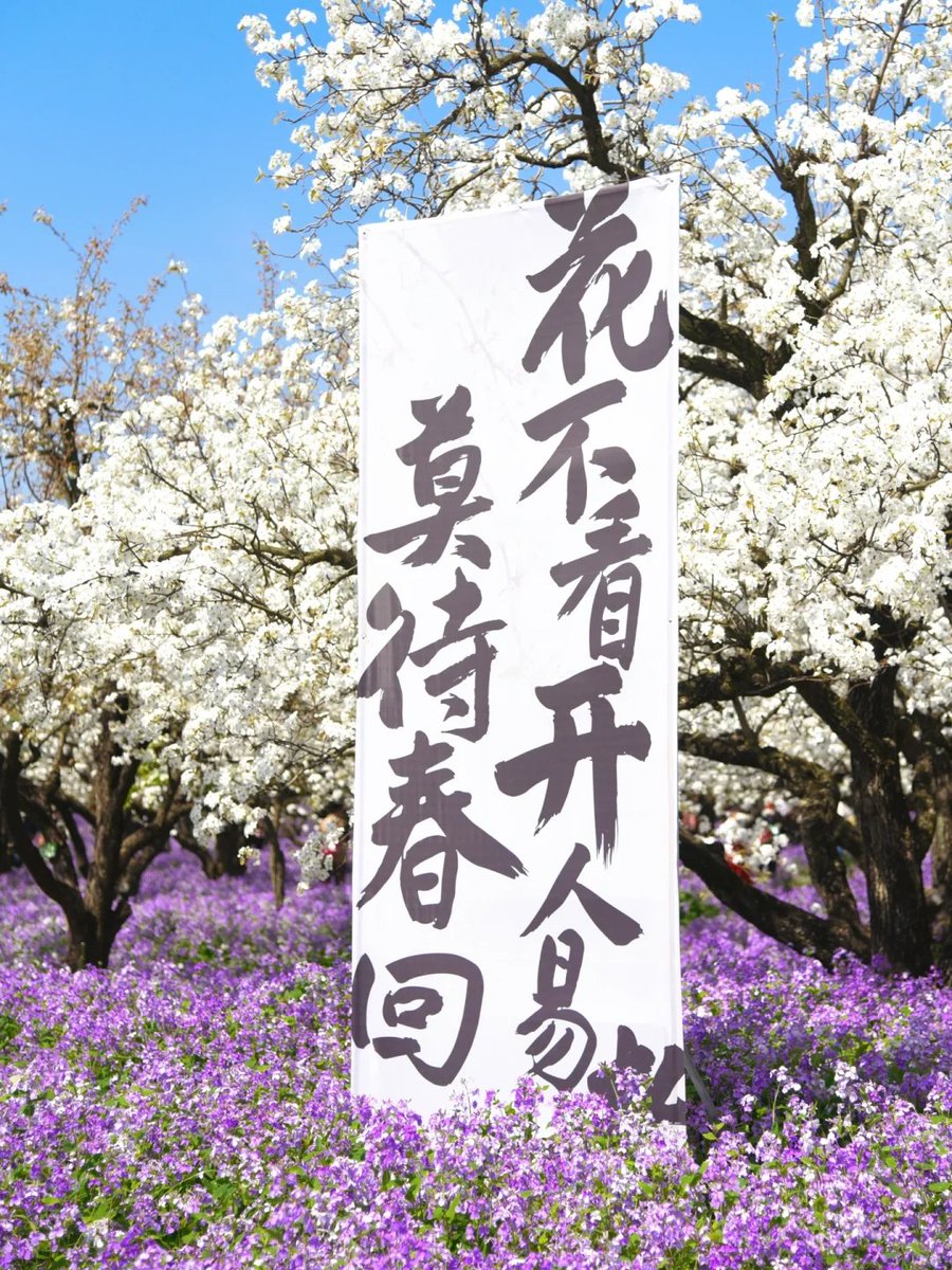 jjerjin's tweet image. 500亩百年老梨花与上万株二月兰同时盛开
抬头是白色梨花海
低头是紫色兰花海💜
远远的就被震撼到了~

#千树万树梨花开 #春暧花开奔你而来 #梨花 #宿迁 #梨兰会 #江浙沪赏花 #江浙沪周边游 #春季赏花好去处 #周末去哪儿 #春天来了