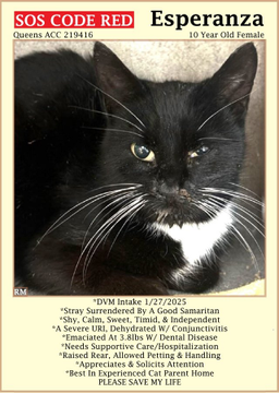 Poor oldie "Esperanza" at NYC ACC
is in terrible danger we can see
&amp; needs urgent help from you and me!
If you're in old #NewYork town
to the shelter get on down!
Pledges too will help her cause
&amp; put her death on permanent pause!
Tag <a href="/sachikoko/">Renee' Martin</a> with pledges! 🙏
VERY URGENT!