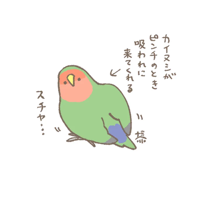 おはようございます☀️
週のまんなかにコザクラさんが助けてくれる2月19日(水)です。
たまに濡れてる
#コザクラインコ 