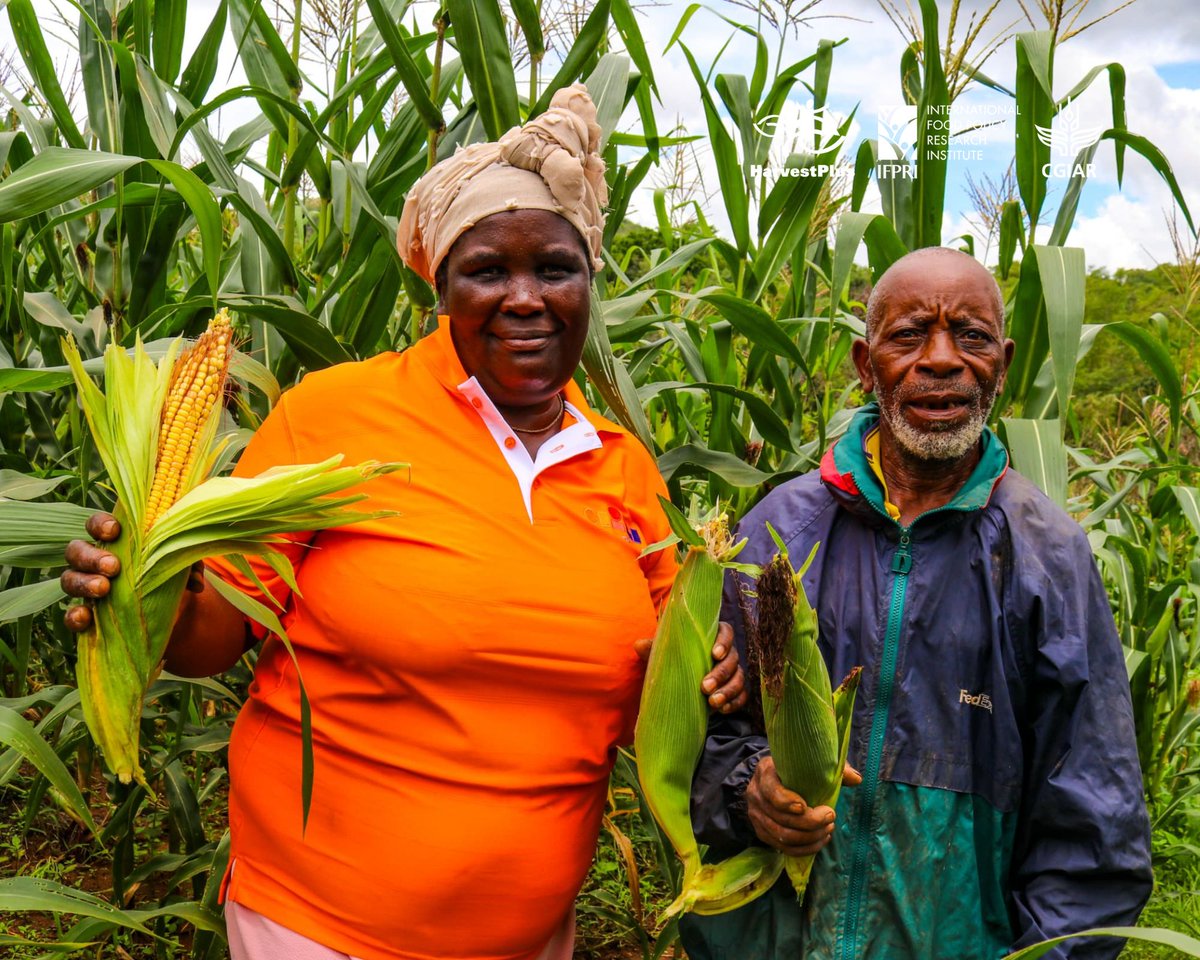 👩🏿‍🌾🌽Loice from Bindura has successfully grown &amp; started harvesting her first crop of Vitamin A Maize this year. By introducing Vitamin A maize into her family's meals, Loice has secured essential nutrition. She plans to sell some of her fresh cobs, boosting her household income.