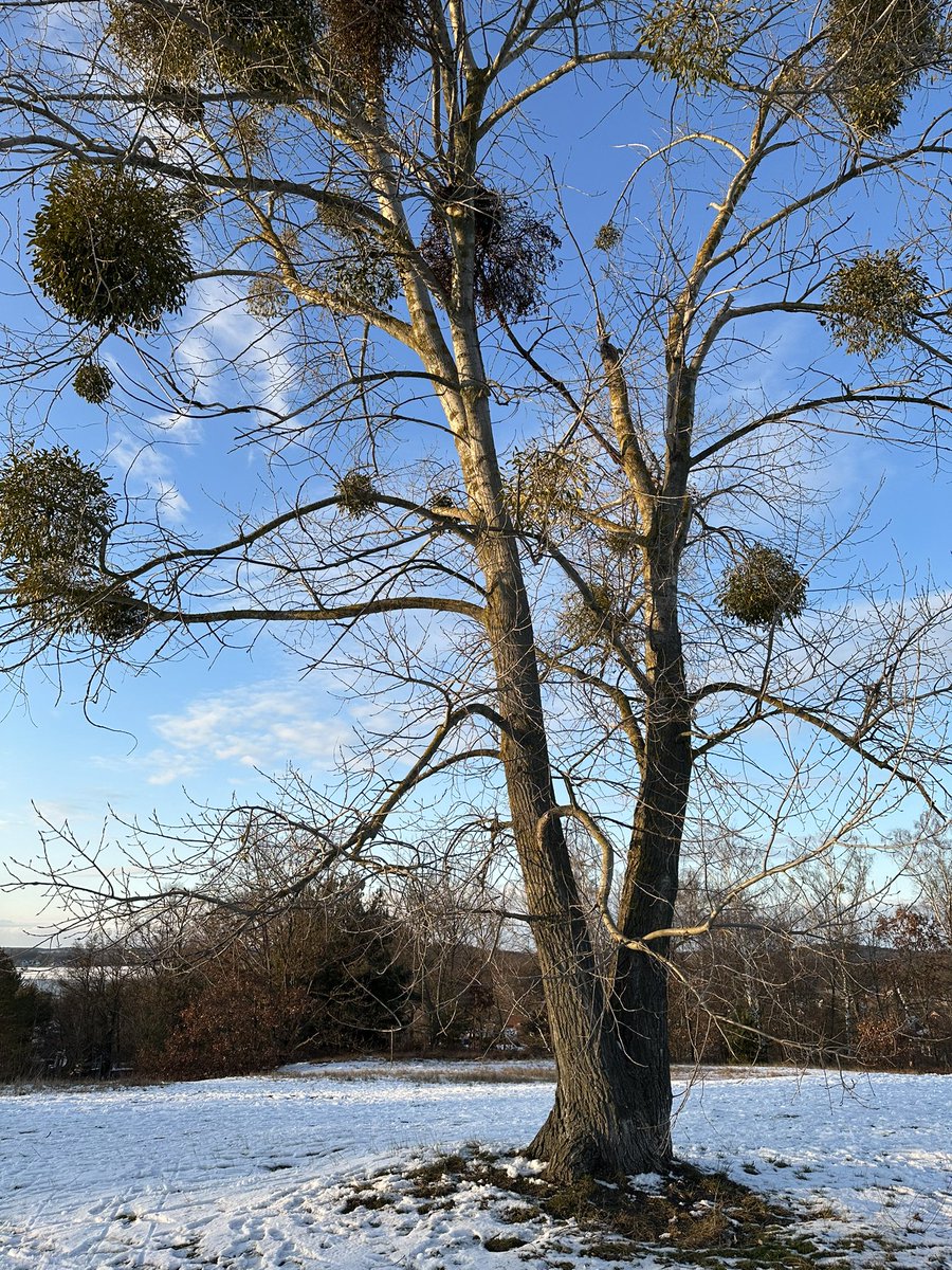 JoachimHesse's tweet photo. Warten auf Miraculix. #WinterImpressionen https://t.co/pEoHyCXxHI