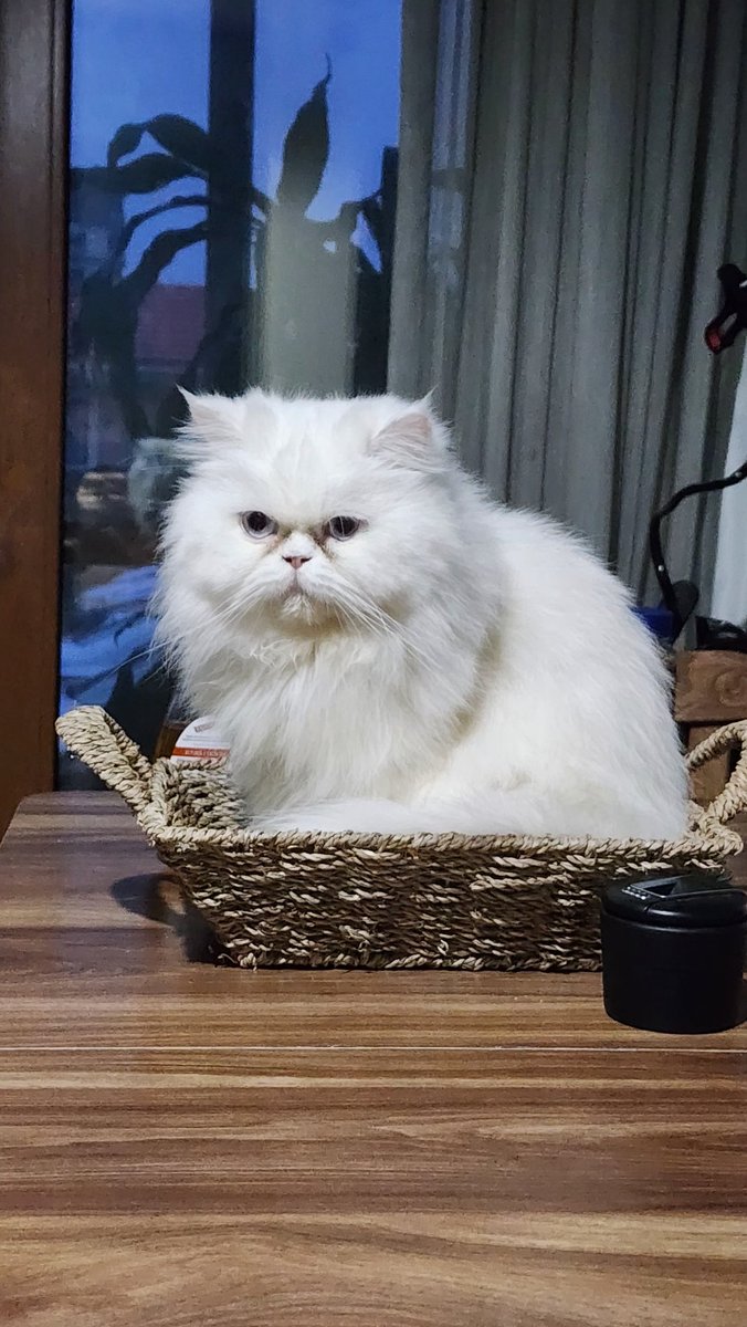 Her ne kadar sen kendini kedi olarak görmesen de Dünya Kedi Günün kutlu olsun pişmaniyem Müşo 🌹❤️