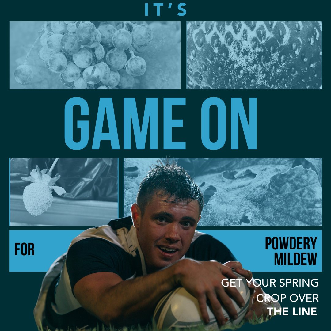 certis_belchim's tweet image. If you're looking for a #biorational to effectively target fungal pathogens in 2025, Amylo X should be your go-to!

🍓Effective against Botrytis and powdery mildew
🍓The bacteria naturally produce anti-fungal compounds 
🍓Excellent as part of a block spray programme