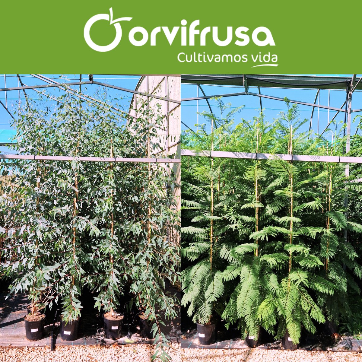 🌳¿Buscando el árbol perfecto para dar sombra en tu jardín? Te recomendamos dos opciones fantásticas:
- Eucalyptus camaldulensis
- Jacaranda mimosifolia

👉¿Quieres más opciones? Explora nuestro catálogo completo aquí: orvifrusa.com/wp-content/cat…