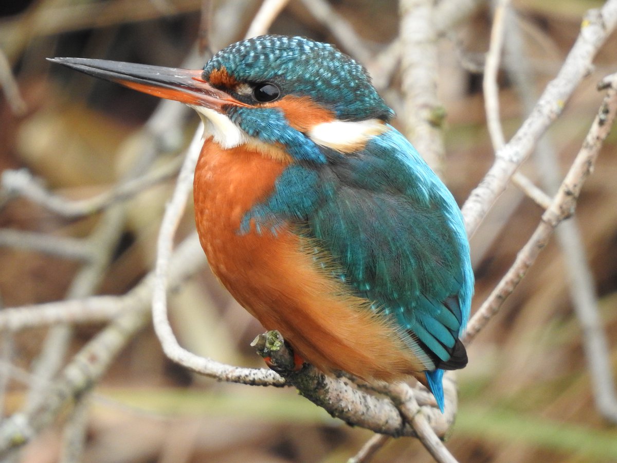 Close encounters

This female on Regent's Canal is so tolerant of people now, she often is perched just a few metres away as people walk, run and cycle past her.

#LondonBirds #nature #wildlife #kingfisher #kingfishers <a href="/Natures_Voice/">RSPB</a> <a href="/CanalRiverTrust/">Canal & River Trust</a> #towerhamlets