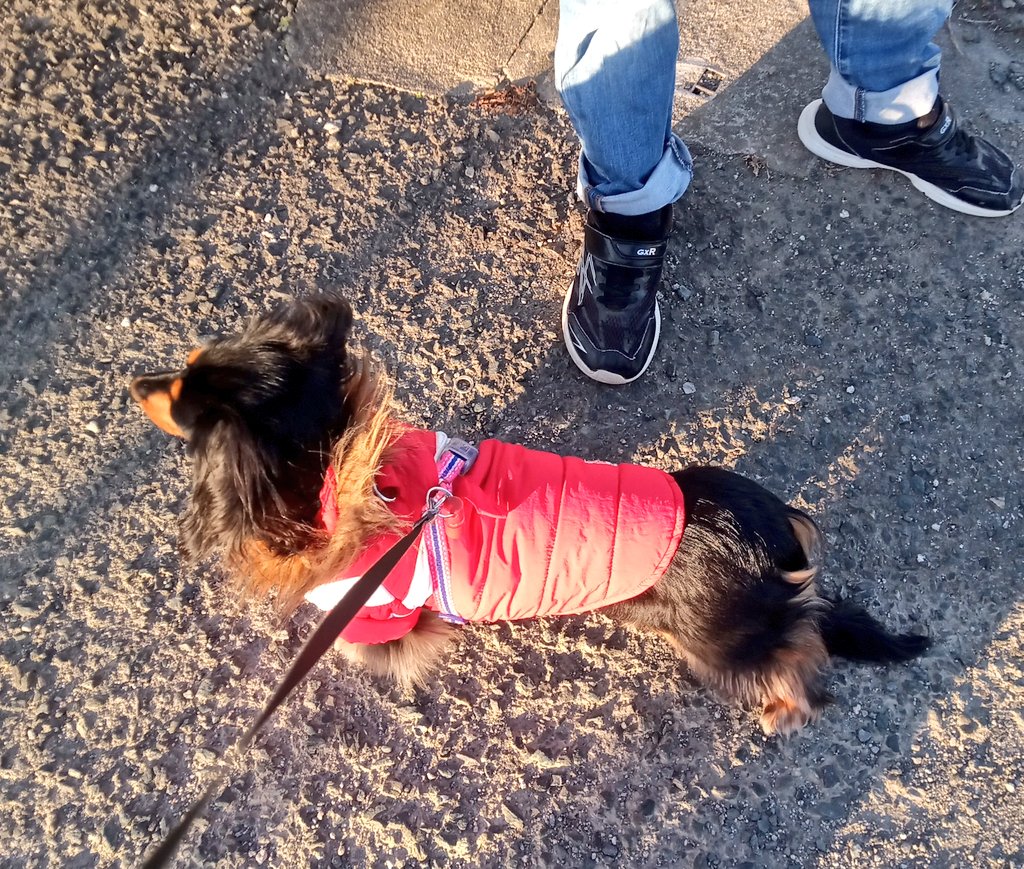 寒いですね🥶💦
寒がりだけどお散歩は関係ないらしい😅