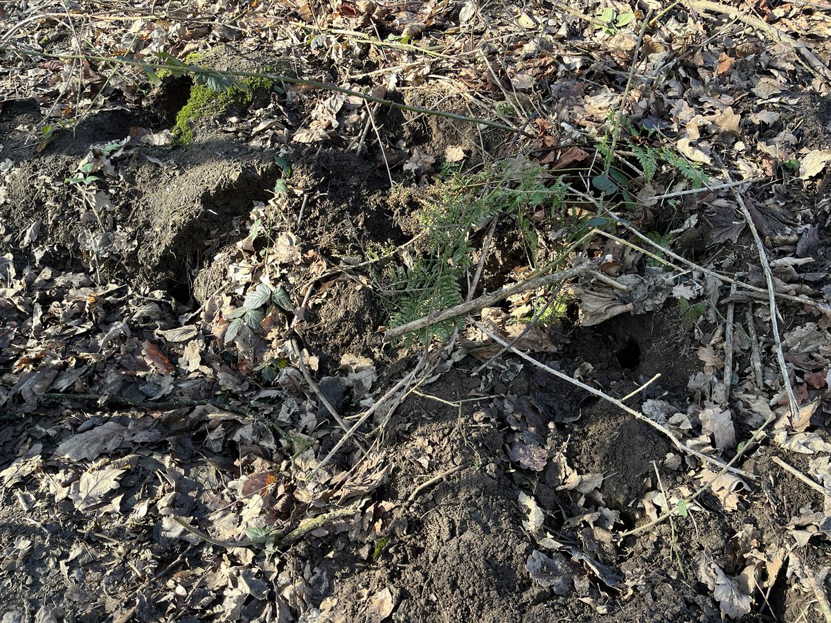 WYP_CNewsome's tweet image. 🦡🦡2 BADGER SETTS DUG IN THE HONLEY/MELTHAM AREA OF HUDDERSFIELD.. 
Crime ref: 13250076443 and 13250076501
☎️Any info, please ring 101.
I’ve said it before, but posting photos of a dug badger sett, never quite captures the horror that may have passed beforehand. The image shows