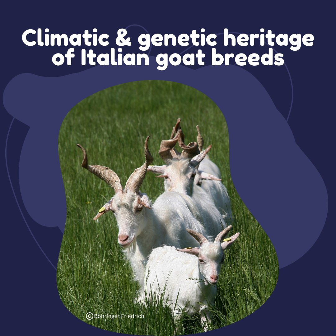 🐐 Climatic &amp; #Genetic Heritage of Italian #Goat Breeds
Discover the new IGC2 dataset, 3x larger than before, revealing:
📌 North-to-south diversity gradients
📌 Fine-scale population structure
📌 Links to regional history 🌍
🔬 nature.com/articles/s4159…
#GoatGenetics #Biodiversity
