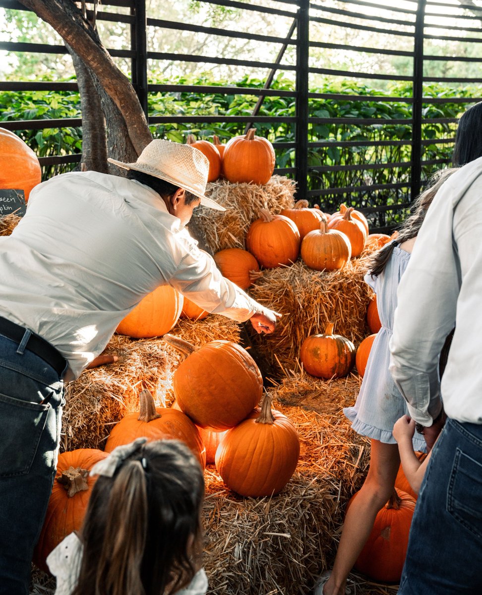 As we journey through the Puff Adder, children will discover a vibrant array of pumpkins, from Turk’s Turban and Cinderella to Golden Hubbard, Muscat, and the classic Halloween pumpkin.  🎃⁠
⁠
l8r.it/yjqc
⁠
#babylonstoren #franschhoek #capewinelands #gardenlife